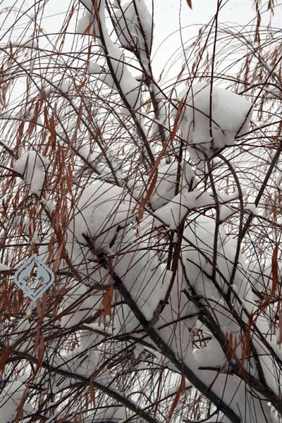 آکادمی در زمستان، 1386 17